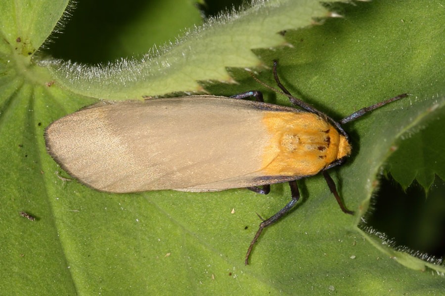 Lithosia quadra - Vierpunkt-Flechtenbärchen, Männchen
