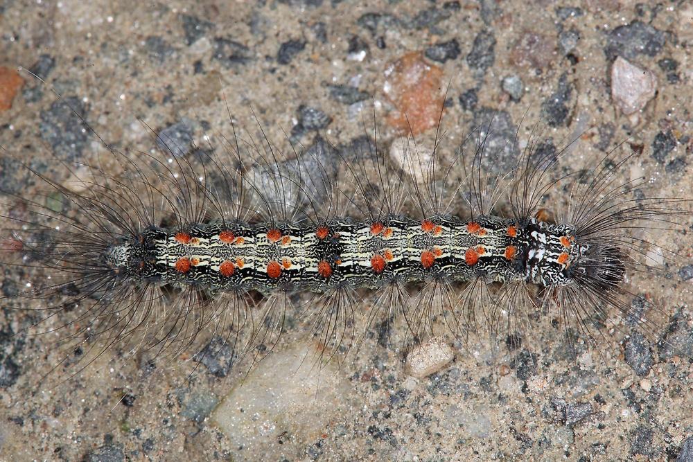 Lithosia quadra - Vierpunkt-Flechtenbärchen, Raupe