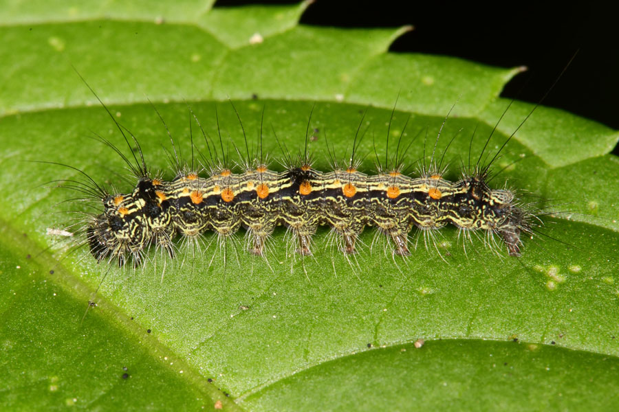 Lithosia quadra - Vierpunkt-Flechtenbärchen, Raupe