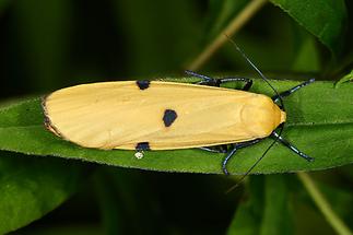 Lithosia quadra - Vierpunkt-Flechtenbärchen, Weibchen