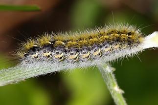 Rhyparia purpurata - Purpurbär, Raupe (1)