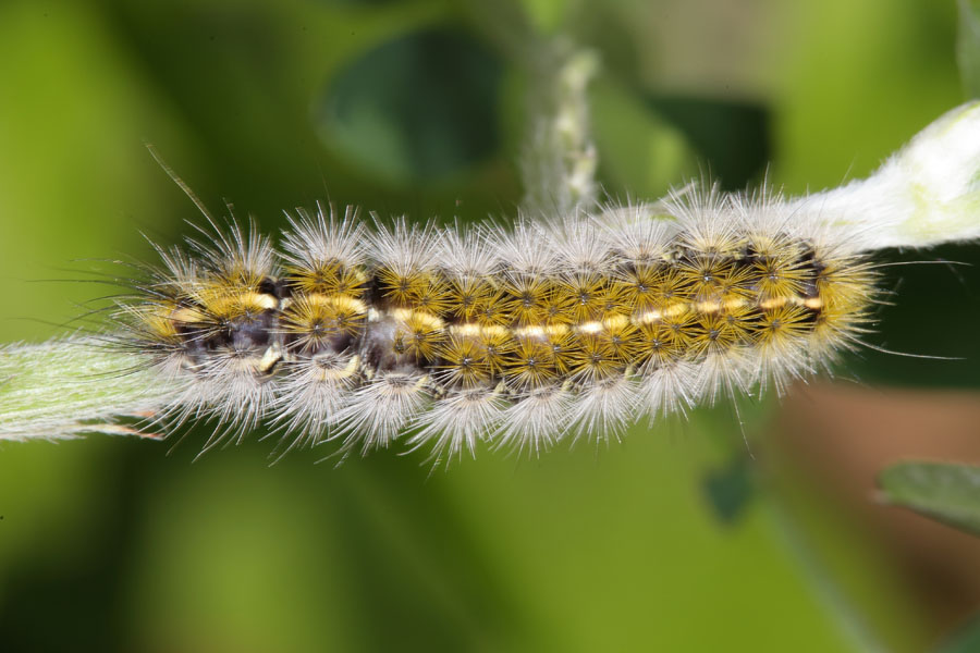 Rhyparia purpurata - Purpurbär, Raupe