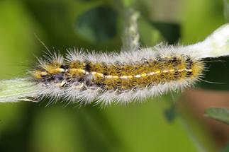 Rhyparia purpurata - Purpurbär, Raupe (2)