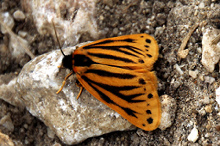 gestreifte Form - Kleiner Flechtenbär, Falter