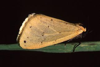 Setina irrorella - Steinflechtenbär, Falter