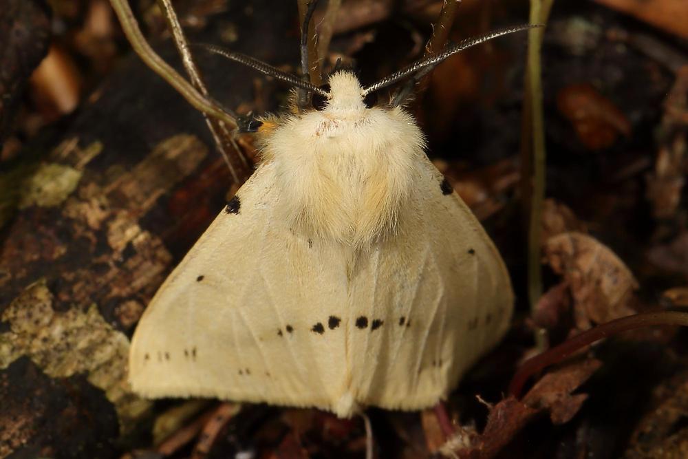 Spilarctia lutea - Gelber Fleckleibbär