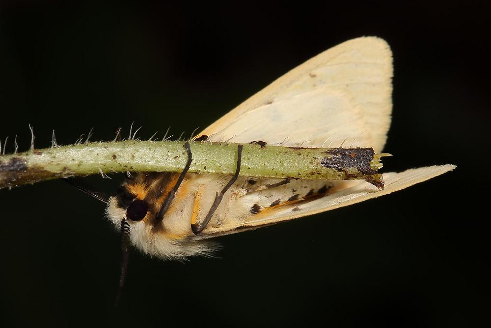 Spilarctia lutea - Gelber Fleckleibbär