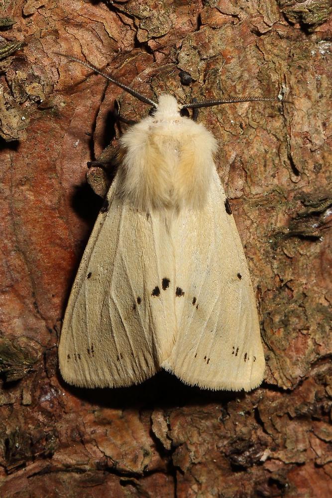 Spilarctia lutea - Gelber Fleckleibbär