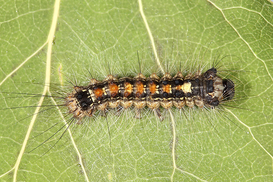 Lymantria dispar - Schwammspinner, Raupe