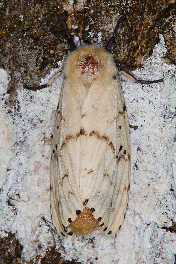 Lymantria dispar - Schwammspinner, Weibchen