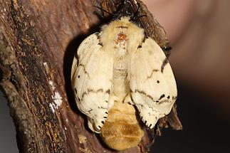 Lymantria dispar - Schwammspinner, Weibchen (4)