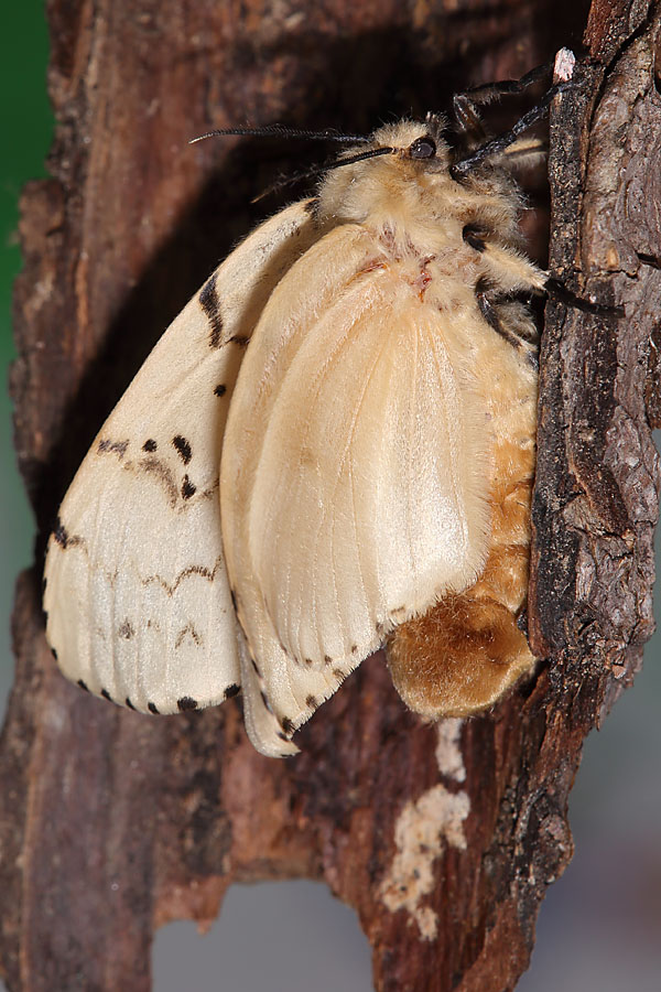 Lymantria dispar - Schwammspinner, Weibchen