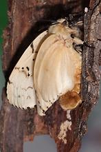 Lymantria dispar - Schwammspinner, Weibchen (5)