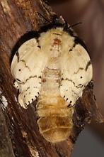 Lymantria dispar - Schwammspinner, Weibchen (6)