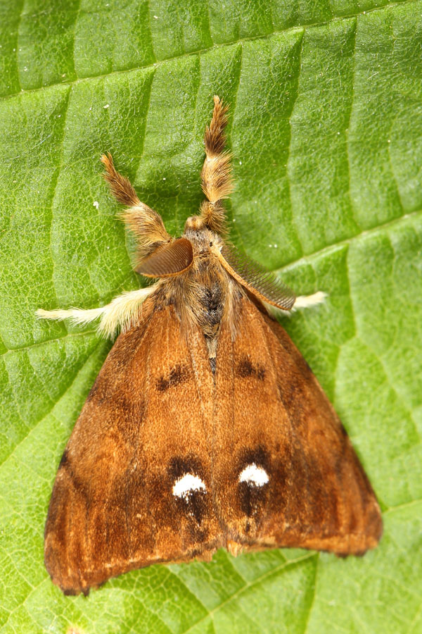 Orgyia antiqua - Schlehen-Bürstenspinner, Männchen