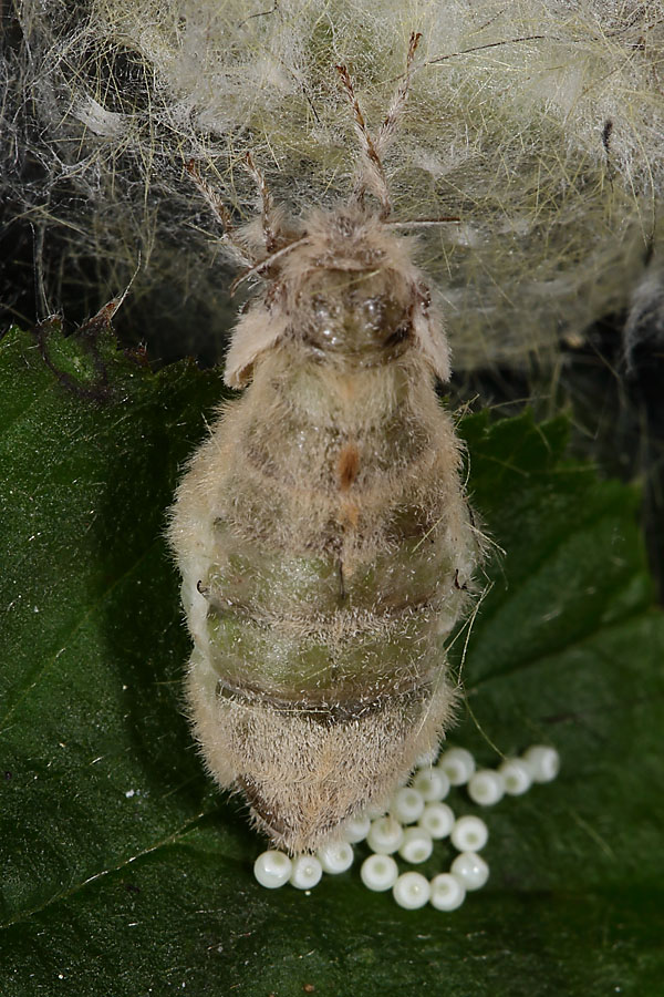 Orgyia antiqua - Schlehen-Bürstenspinner, Weibchen bei Eiablage