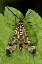 Panorpa communis - Gemeine Skorpionsfliege, Männchen (1)
