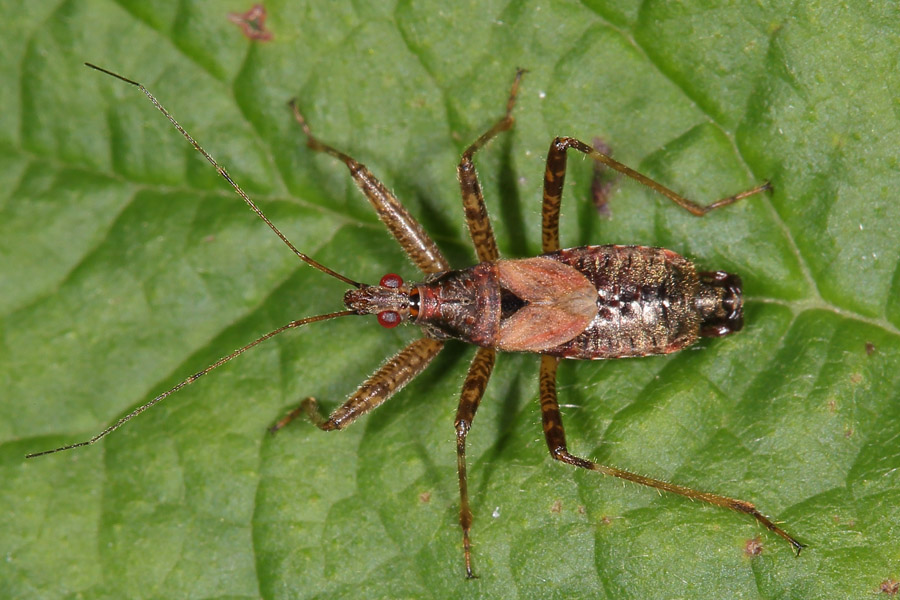 Himacerus apterus - Baumsichelwanze