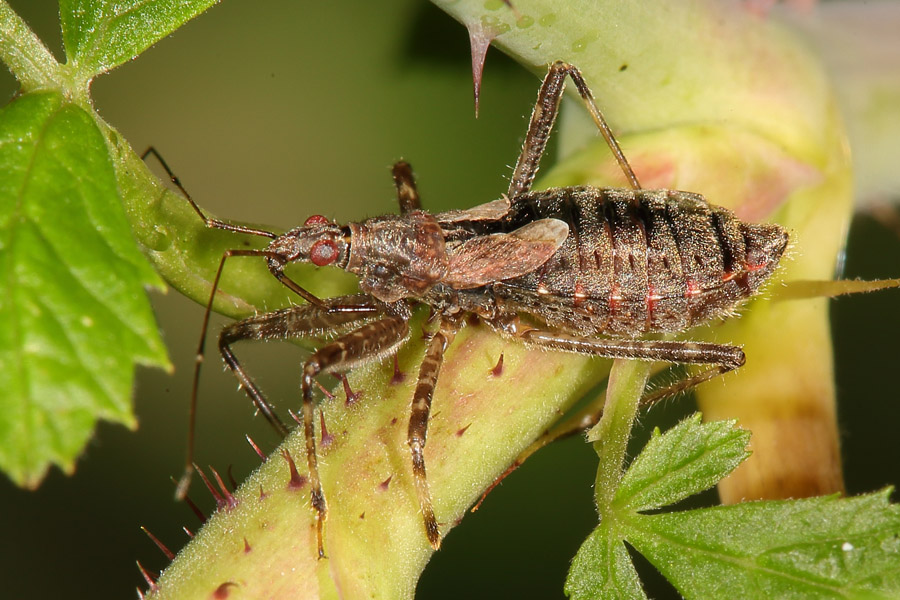 Himacerus apterus - Baumsichelwanze