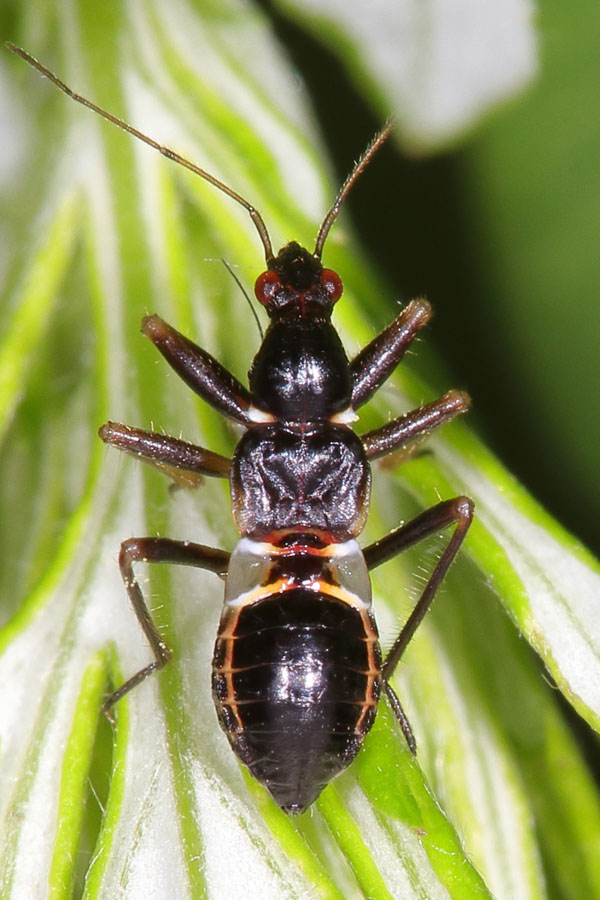 Nabis mirmicoides - Ameisensichelwanze, Larve