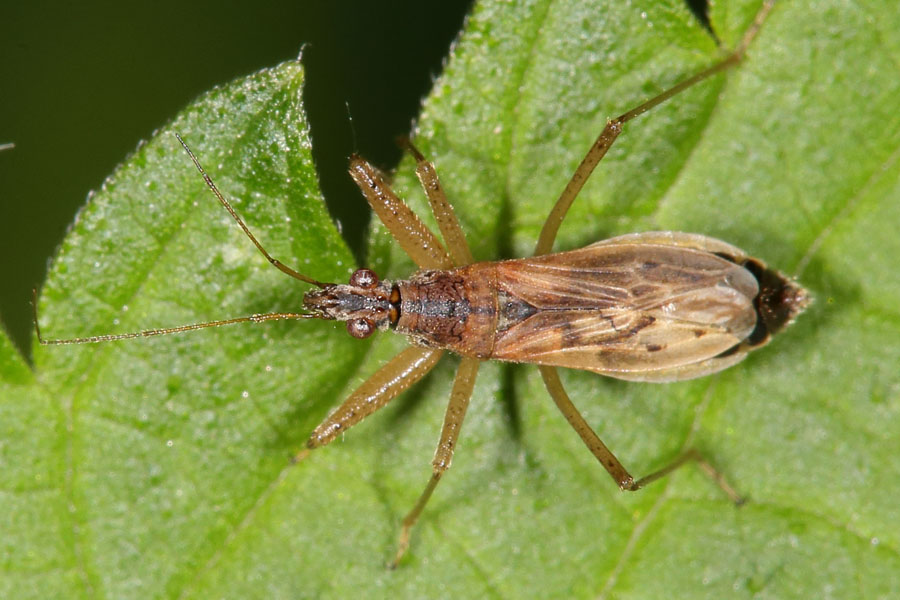 Nabis rugosus - Rotbraune Sichelwanze, Wanze auf Blatt