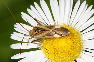 Adelphocoris lineolatus - Gemeine Zierwanze, Wanze auf Gänseblümchen