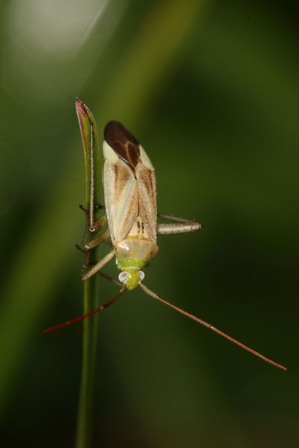 Adelphocoris lineolatus - Gemeine Zierwanze, Wanze auf Halm