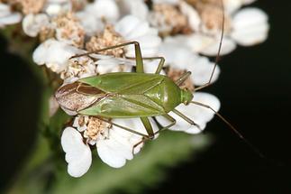 Calocoris affinis - Grüne Distelwanze, Wanze auf Blüten