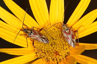 Calocoris roseomaculatus - Rotgefleckte Weichwanze, 2 Wanzen