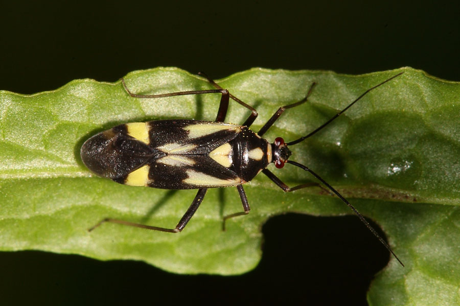 Calocoris sexguttatus - kein dt. Name bekannt, Wanze auf Blatt