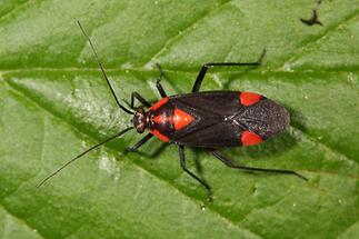 Capsodes flavomarginatus - kein dt. Name bekannt, Wanze auf Blatt