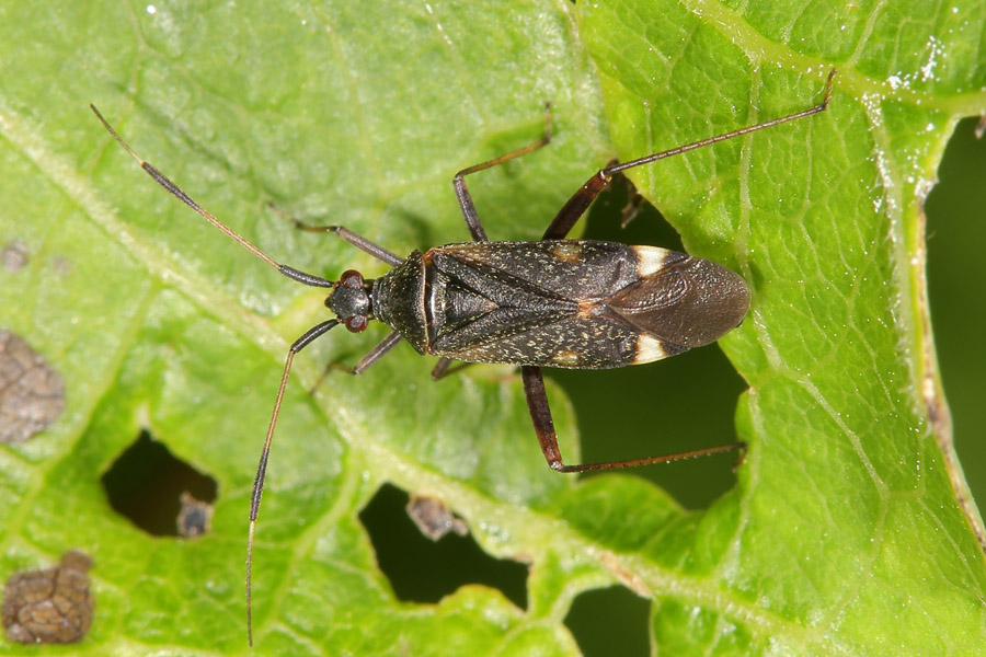 Closterotomus biclavatus - Zweikeulen-Weichwanze