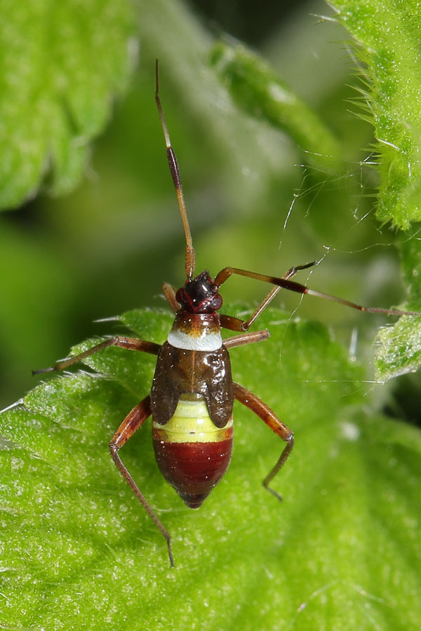 Closterotomus biclavatus - Zweikeulen-Weichwanze, Larve