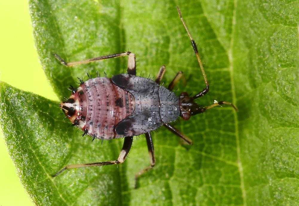 Deraeocoris ruber - Rote Weichwanze