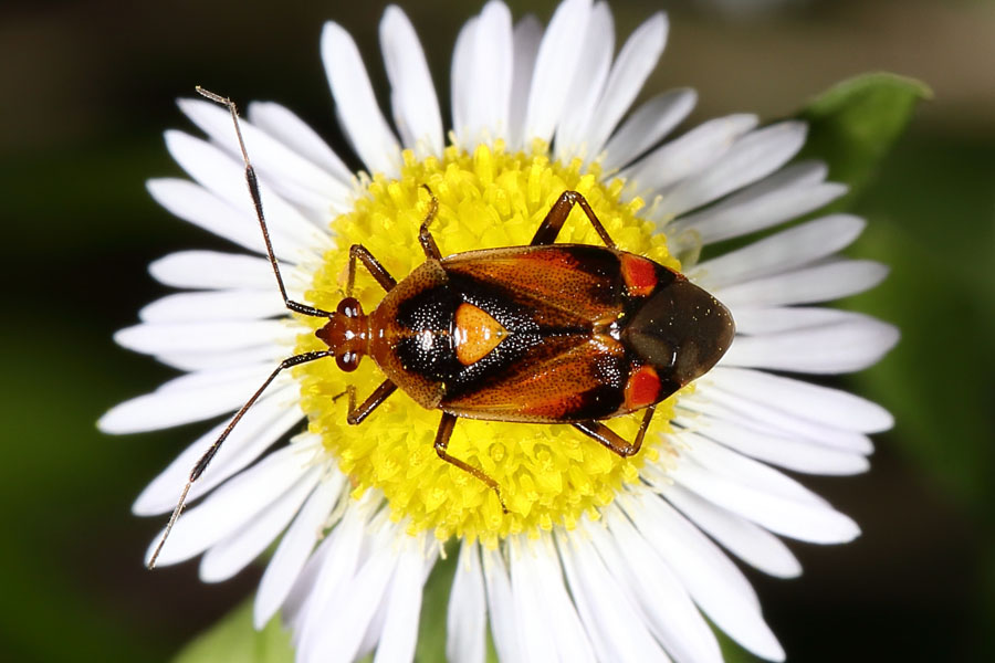 Deraeocoris ruber - Rote Weichwanze, Wanze auf Gänseblümchen