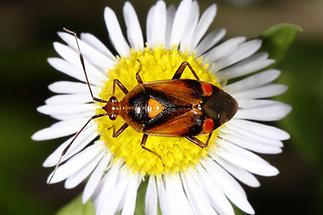 Deraeocoris ruber - Rote Weichwanze, Wanze auf Gänseblümchen (1)