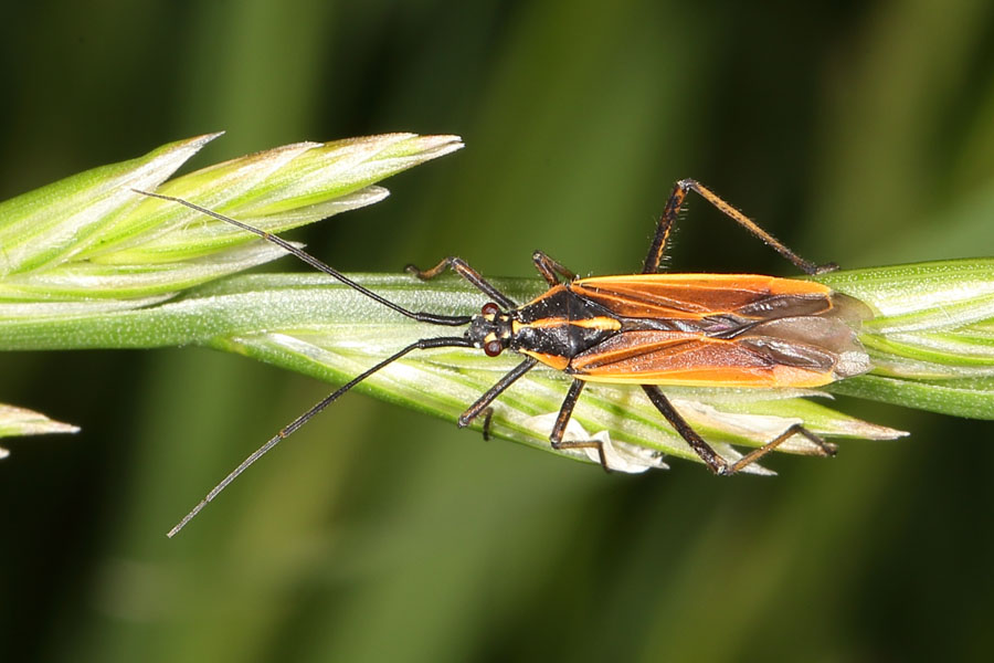 Leptopterna dolobrata - kein dt. Name bekannt, Wanze auf Getreideähre