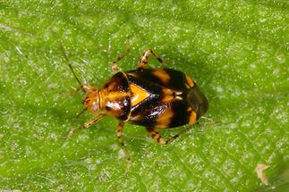 Liocoris tripustulatus - kein dt. Name bekannt