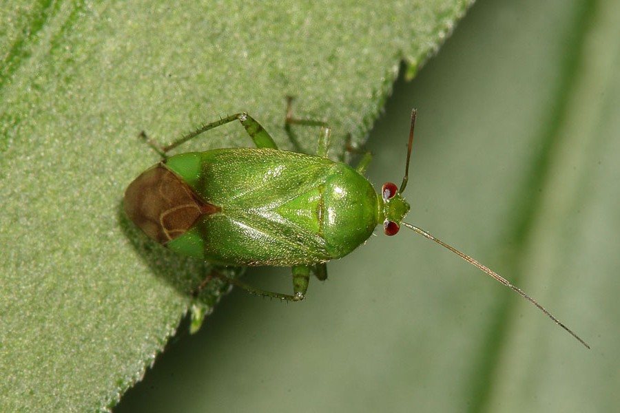 Lygochoris pabulinus - Grüne Futterwanze, Wanze auf Blatt