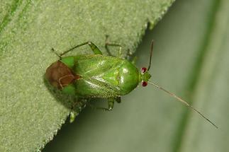 Lygochoris pabulinus - Grüne Futterwanze, Wanze auf Blatt