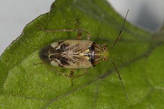 Lygus gemmatus - Beifuß-Weichwanze, Wanze auf Blatt