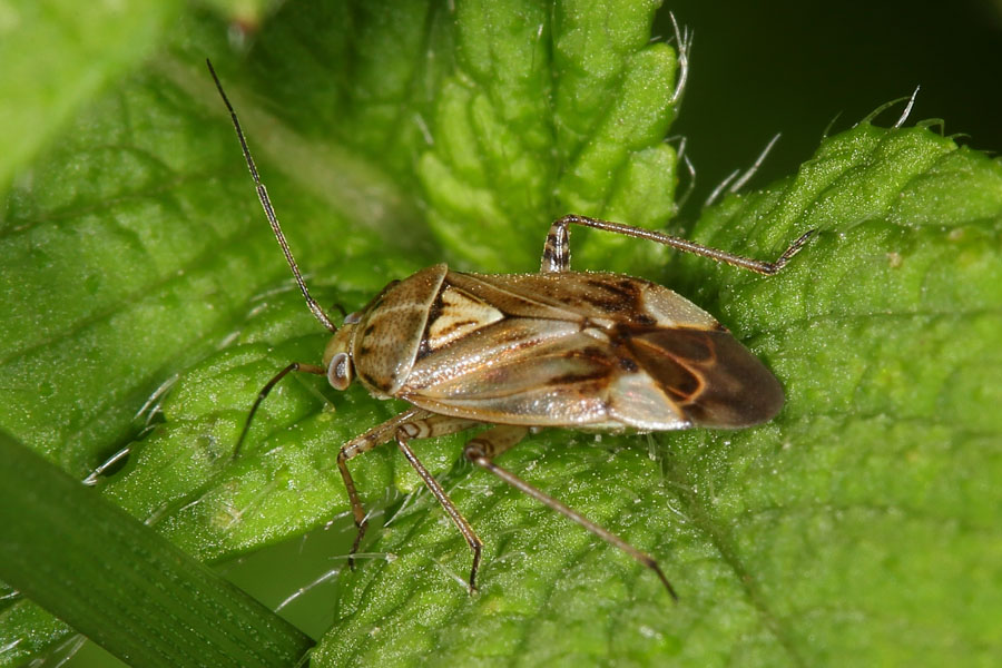 Lygus pratensis - Gemeine Wiesenwanze, Wanze auf Blatt