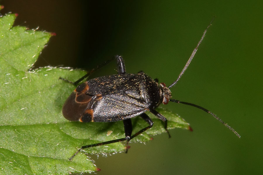 Polymerus nigrita - kein dt. Name bekannt, Wanze auf Blatt