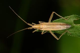 Stenodema laevigata - Graswanze, Wanze auf Blattspitze