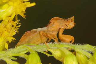 Phymata crassipes - Teufelchen, Wanze auf ...