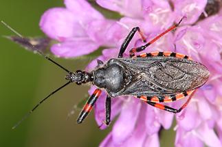 Rhinocoris annulatus - Geringelte Mordwanze