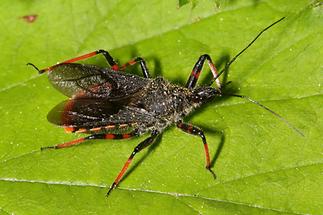 Rhinocoris annulatus - Geringelte Mordwanze, Wanze auf Blatt (3)