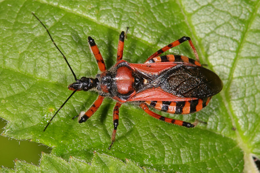 Rhinocoris iracundus - Rote Mordwanze, Wanze auf Blatt