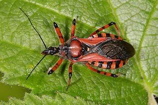 Rhinocoris iracundus - Rote Mordwanze, Wanze auf Blatt (1)