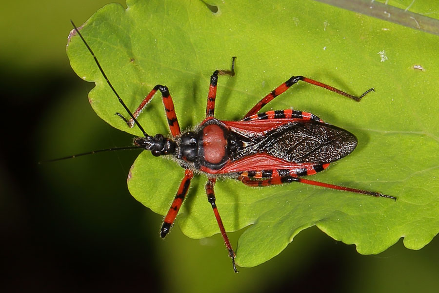 Rhinocoris iracundus - Rote Mordwanze, Wanze auf Blatt